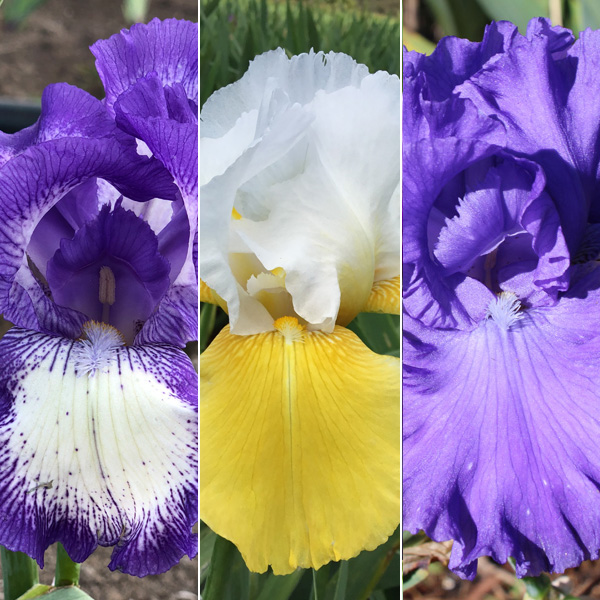 Bearded Iris Collection 4