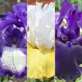Bearded Iris Collection 5 2026 Colbircol - Garden Express Australia