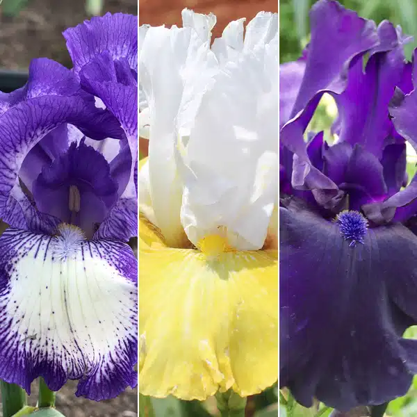 Bearded Iris Collection 5 Bearded Iris Collection 5
