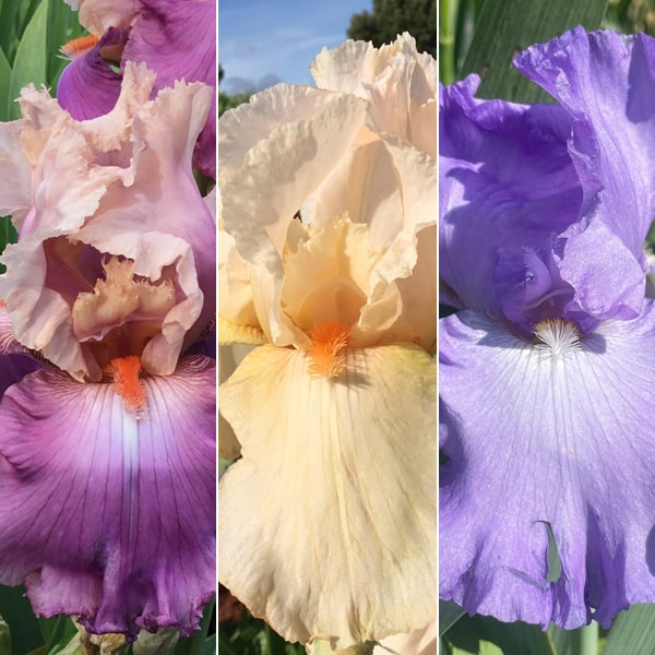 Bearded Iris Collection 6
