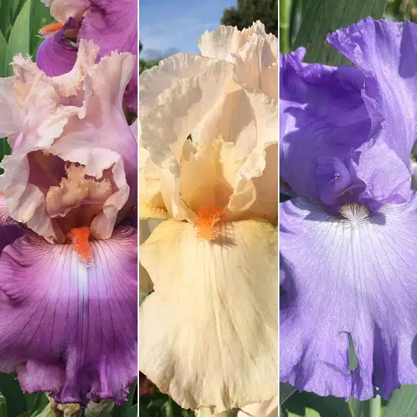 Bearded Iris Collection 6