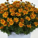 Bidens Bee Alive Double Orange Bidens Bee Alive Double Orange