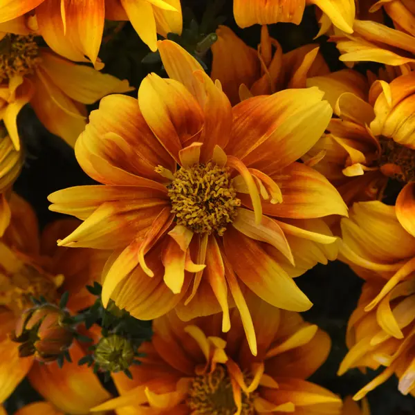 Bidens Bee Alive Double Orange