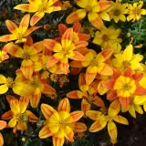 Bidens Bee Alive P68bidbal - Garden Express Australia