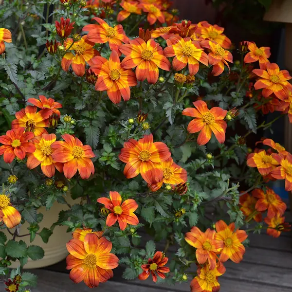 Bidens Bee Happy Red