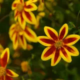 Bidens Blazing Star P68bidbst - Garden Express Australia
