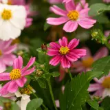 Bidens Pretty In Pink - Garden Express Australia