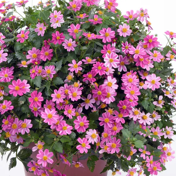 Bidens Pretty In Pink