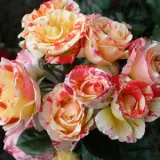 Delbard Rose Camille Pissarro Delbard Rose Camille Pissarro