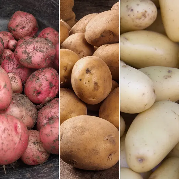 Certified Seed Potato Autumn Collection 1