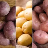 Certified Seed Potato Autumn Coll 2 Colcspac2 2025 - Garden Express Australia
