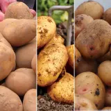 Certified Seed Potato Winter Coll 1 Colcspwc1 2025 - Garden Express Australia
