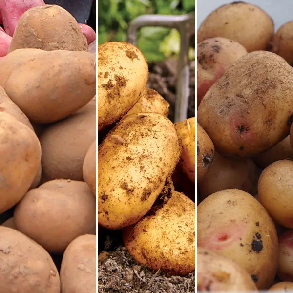 Seed Potato Winter Collection 1