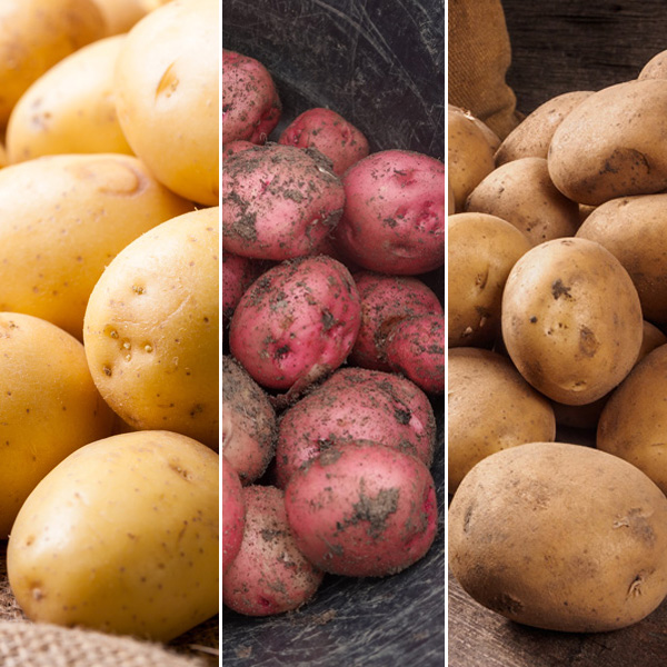 Seed Potato Winter Collection 2 Seed Potato Winter Collection 2
