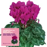 Cyclamen Mothers Halo Halios Bright Purple P68cychbp - Garden Express Australia