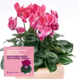 Cyclamen Mothers Halo Halios Magenta Flame P68cychmf - Garden Express Australia