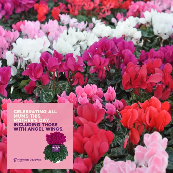 Cyclamen Mothers Halo Halios Winter Mixed