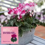 Cyclamen Mothers Halo Indiaka Magenta P68cycima - Garden Express Australia