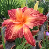 Daylily Pink Stripes Pkdlipst - Garden Express Australia