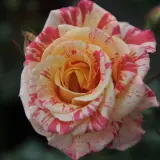 Delbard Rose Alfred Sisley Delbard Rose Alfred Sisley