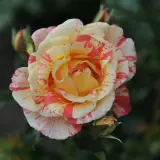 Delbard Rose Alfred Sisley Rosdasi - Garden Express Australia