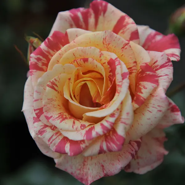 Delbard Rose Alfred Sisley