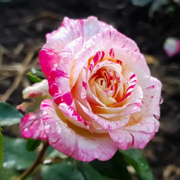 Delbard Rose Camille Pissarro