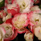 Delbard Rose Carmagnole - Garden Express Australia