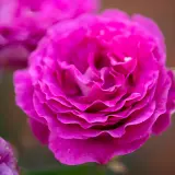 Delbard Rose Chartreuse De Parme Rosdcdp - Garden Express Australia