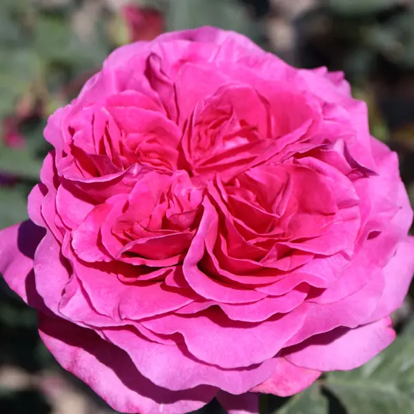 Delbard Rose Chartreuse De Parme