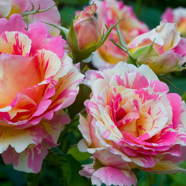 Delbard Rose Claude Monet