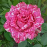Delbard Rose Pink Intuition Rosdpin - Garden Express Australia