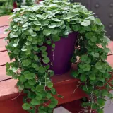 Dichondra Emerald Falls