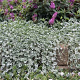 Dichondra Silver Falls