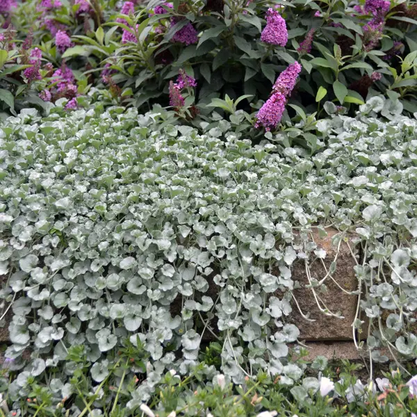 Dichondra Silver Falls