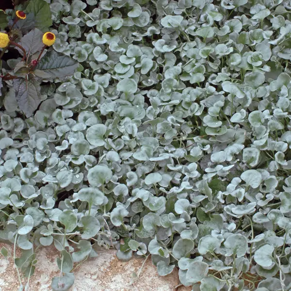 Dichondra Silver Falls 50mm