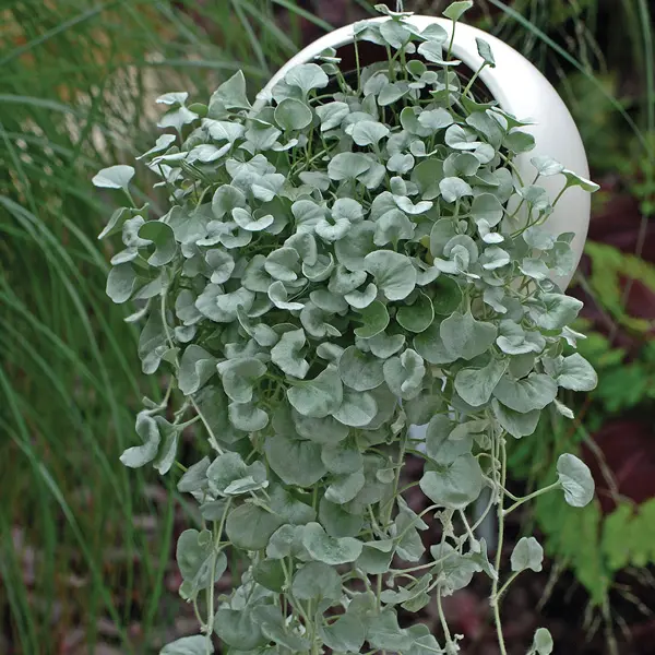 Dichondra Silver Falls
