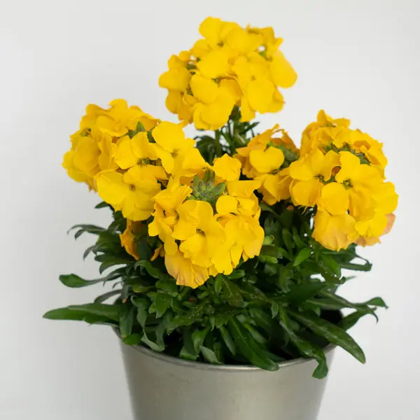 Erysimum Brightside Dark Yellow