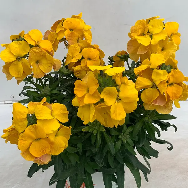 Erysimum Brightside Dark Yellow