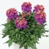 Erysimum Brightside Fuchsia Glow - Garden Express Australia