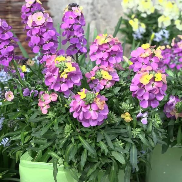 Erysimum Brightside Fuchsia Glow Erysimum Brightside Fuchsia Glow