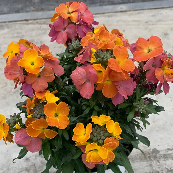 Erysimum Brightside Orange Glow