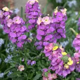 Erysimum Brightside Purple Glow Erysimum Brightside Purple Glow