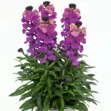 Erysimum Brightside Purple Glow P68erybpg - Garden Express Australia