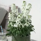 Erysimum Brightside White Erysimum Brightside White