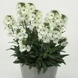 Erysimum Brightside White P68erybwh - Garden Express Australia
