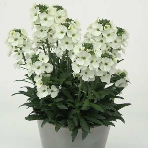 Erysimum Brightside White