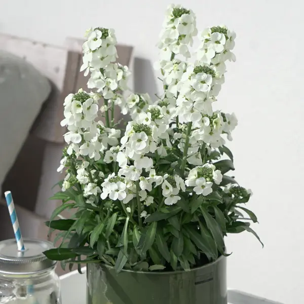 Erysimum Brightside White