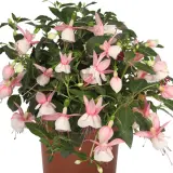 Fuchsia Pink And White P68fucpkw - Garden Express Australia