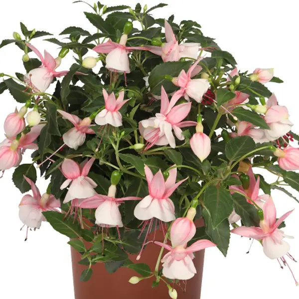 Fuchsia Pink And White